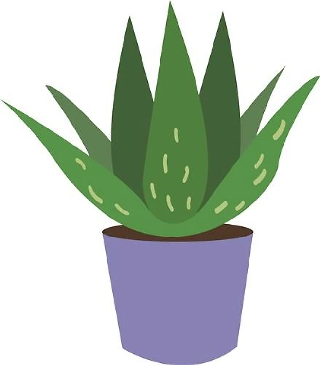 Aloe Plant