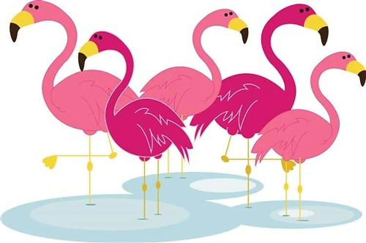 Flamingos