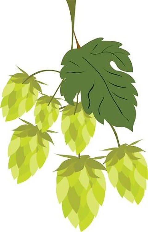 Hops