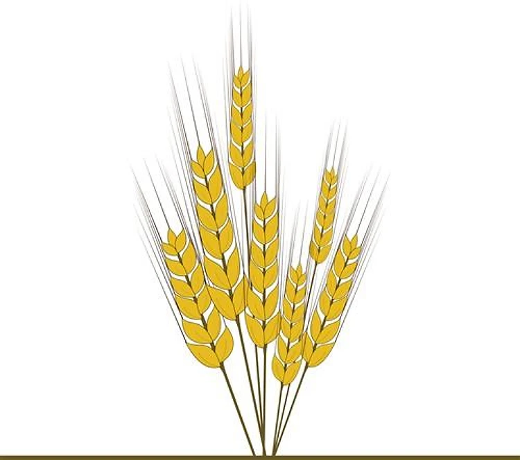Wheat