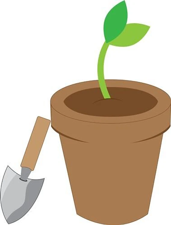 Seedling