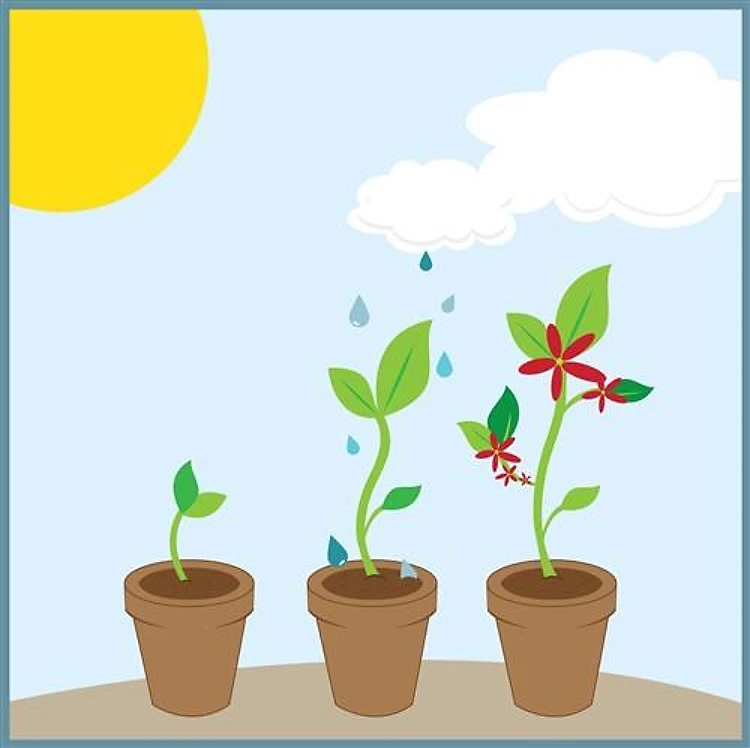 Seedlings