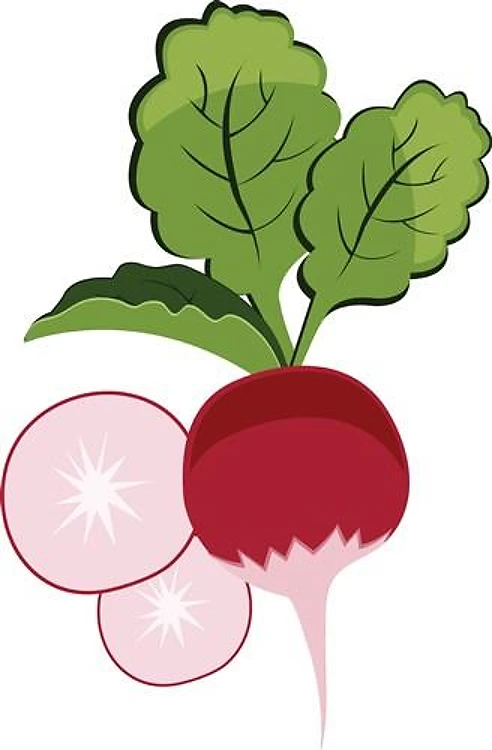 Radish Slices