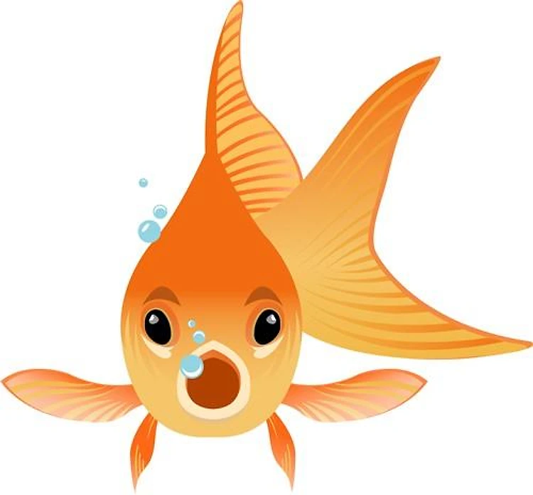 Goldfish Animal
