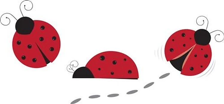 Ladybugs