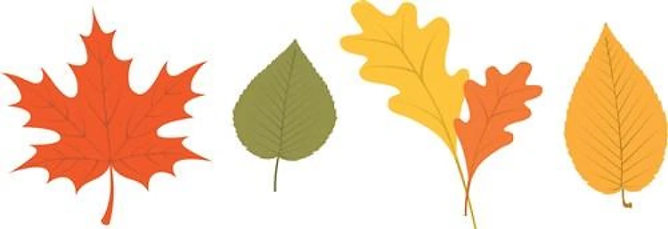 Fall Leaves Border