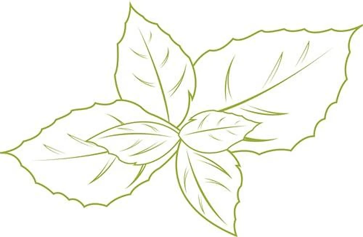 Basil Leaf Outline