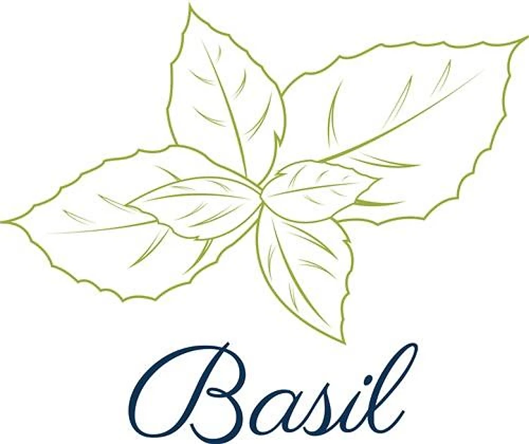 Basil Plant