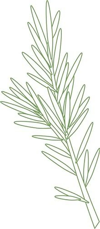 Rosemary Herb Outline