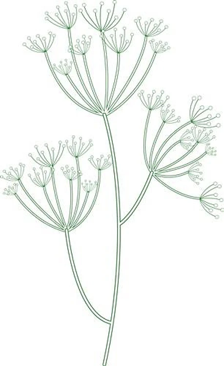 Dill Herb Outline