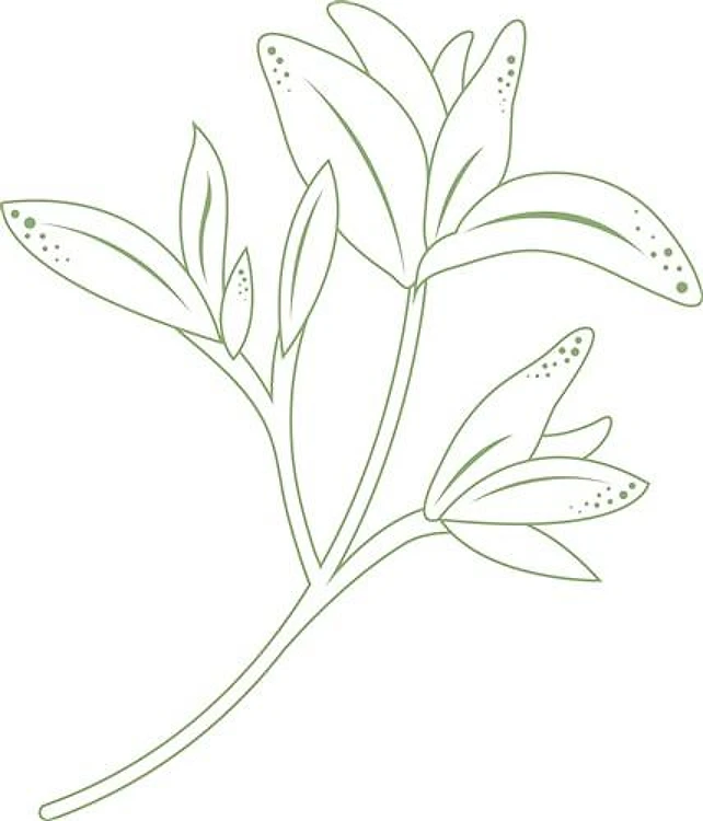 Sage Herb Plant