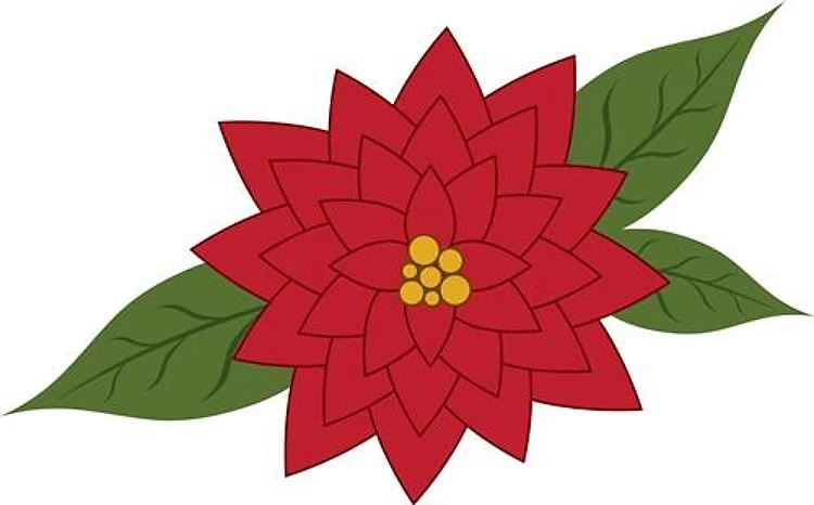 Poinsettia