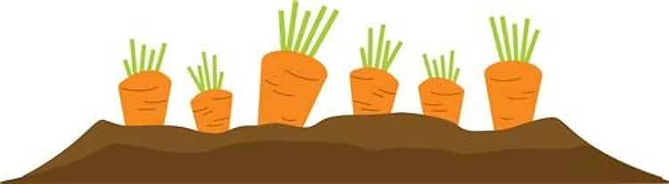 Carrot Garden