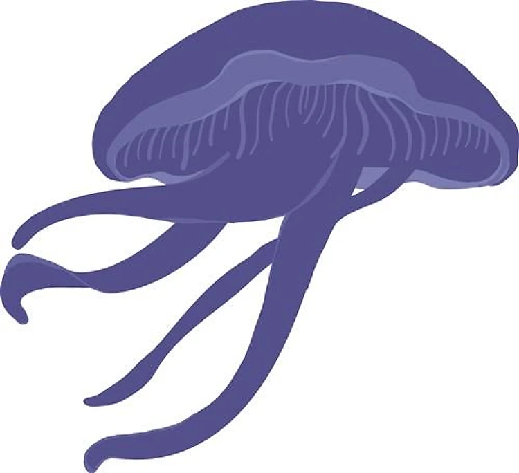 Jelly Fish