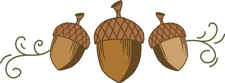 Fall Acorns