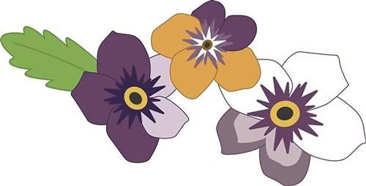 Pansy Flowers