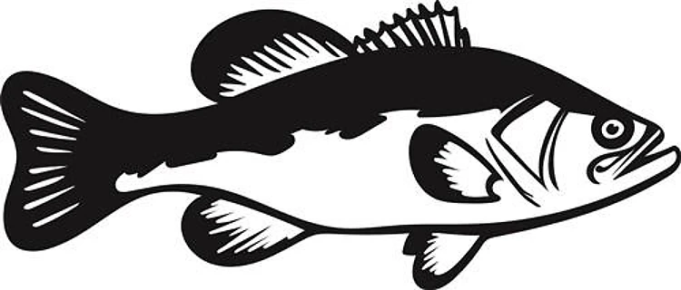Bass Fish