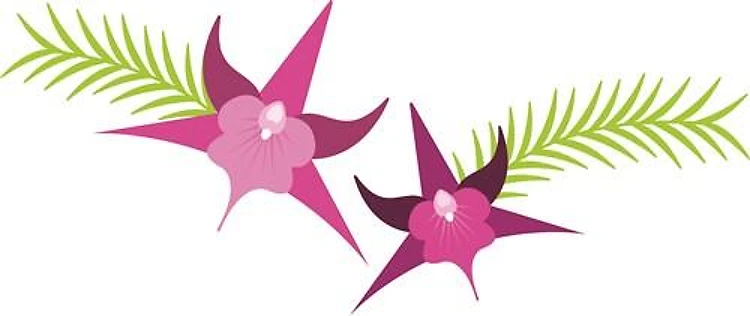 Tropical Orchid