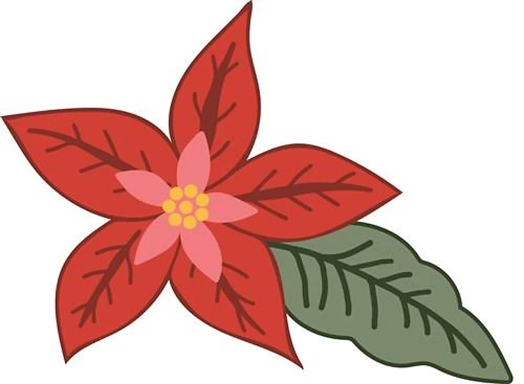 Poinsettia