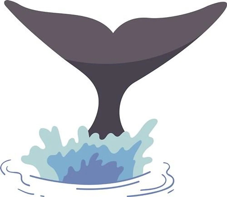 Dolphin Tail