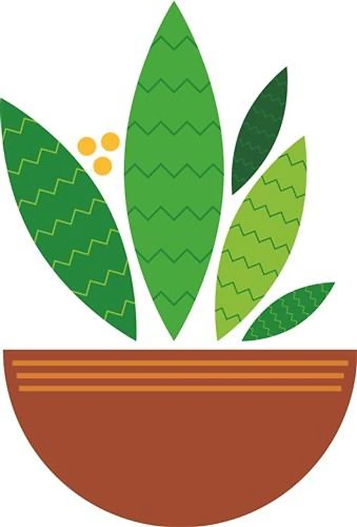 Suculent in Pot