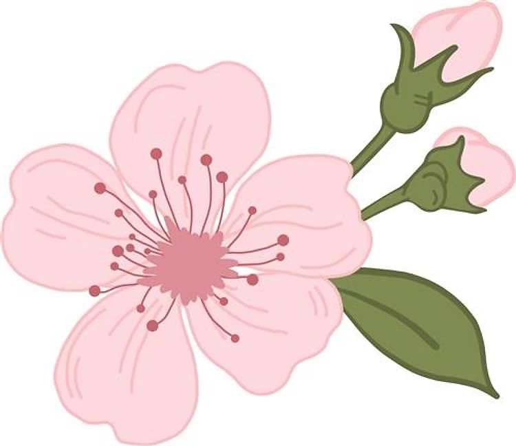 Peach Tree Blossom