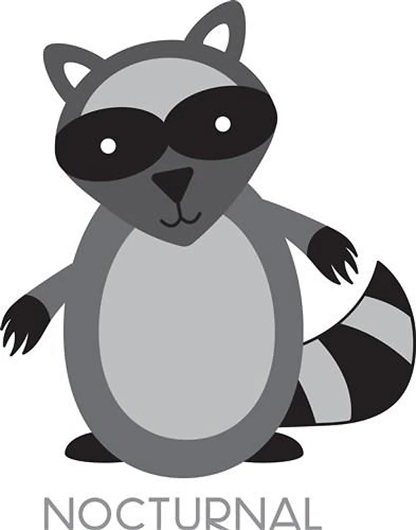 Nocturnal Racoon
