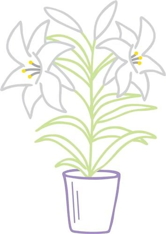 Easter Lily