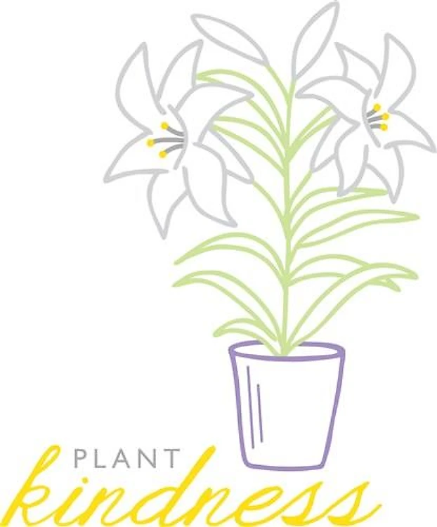 Easter Lily
