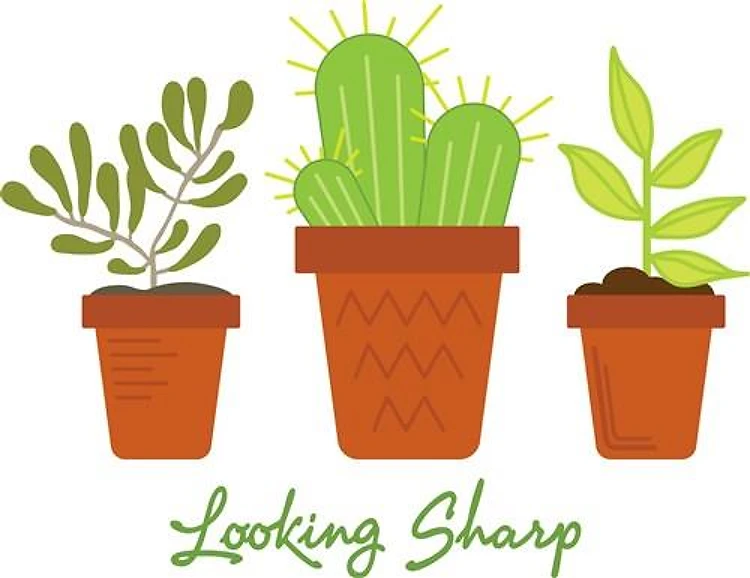 Looking Sharp Border