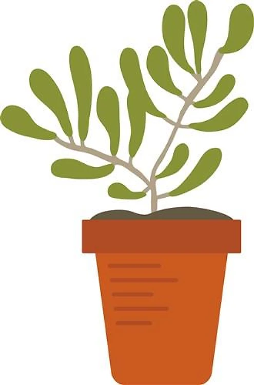 House Plant
