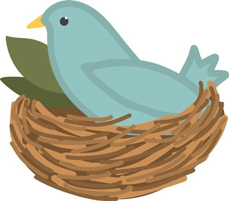 Bluebird in Nest