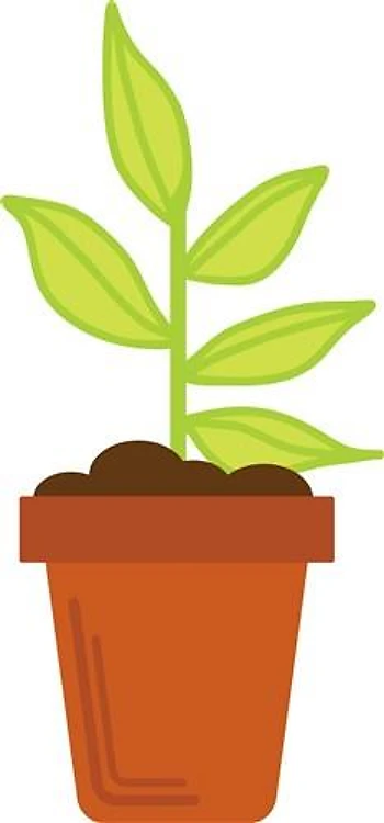 Potted Seedling