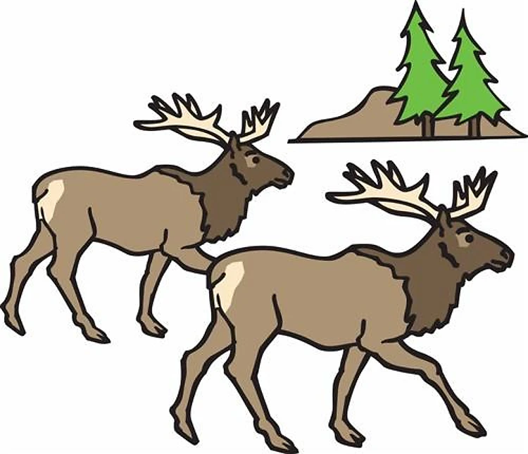 Wild Elk