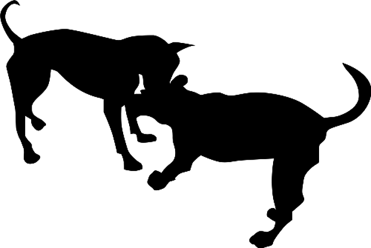 Chihuahuas