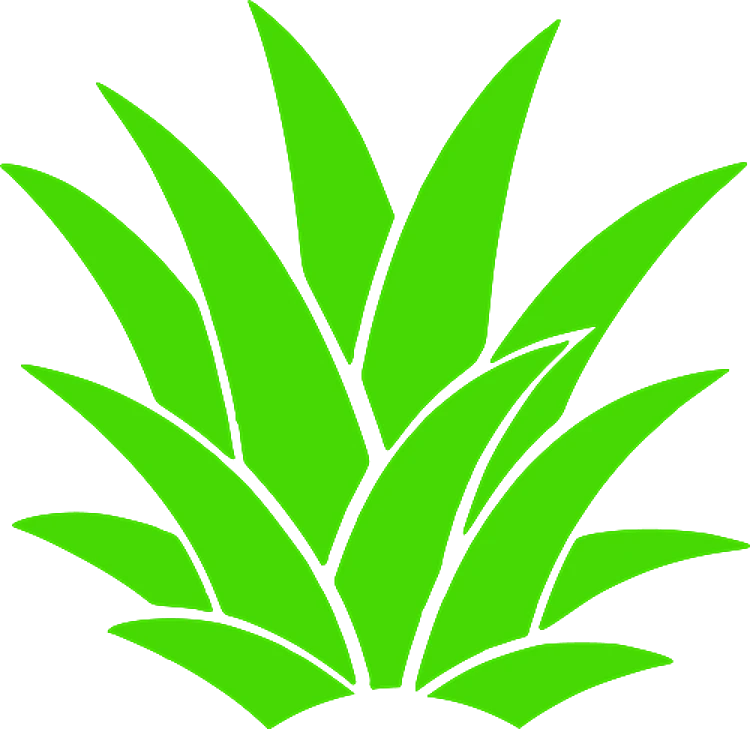 Pineapple Leaves