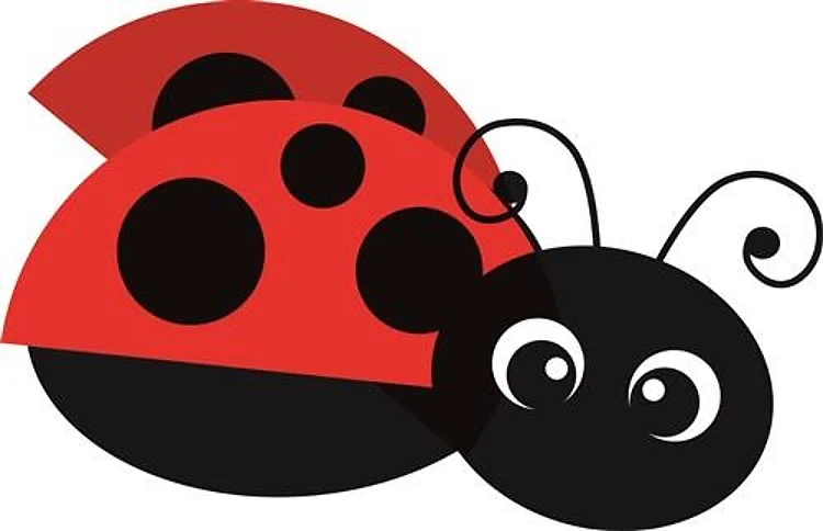 ladybug
