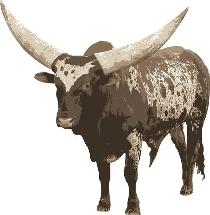 Watusi Cow