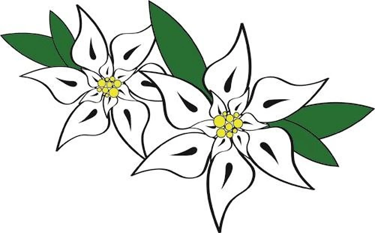 Edelweiss