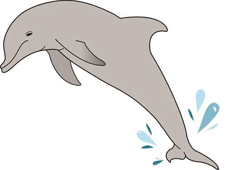 Jumping Dolphin