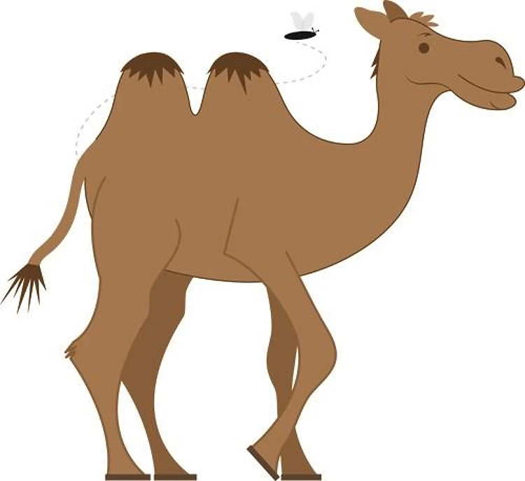 Camel