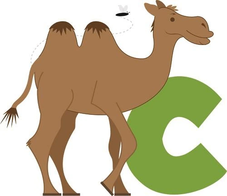 Camel