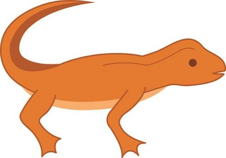 Newt