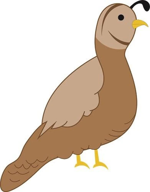 Quail