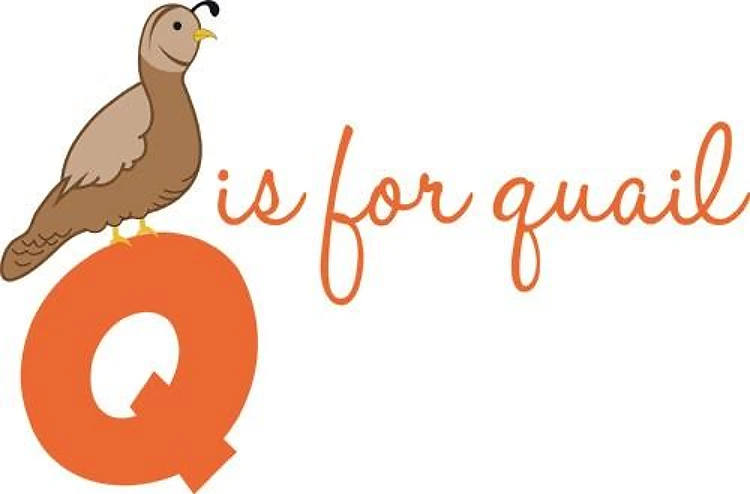 Q Is For Quail