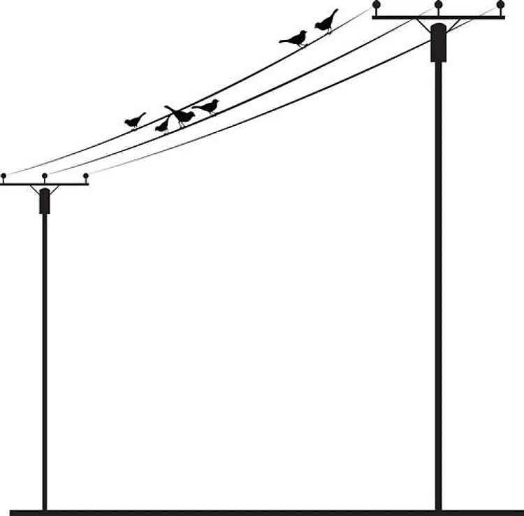 Birds On Wire