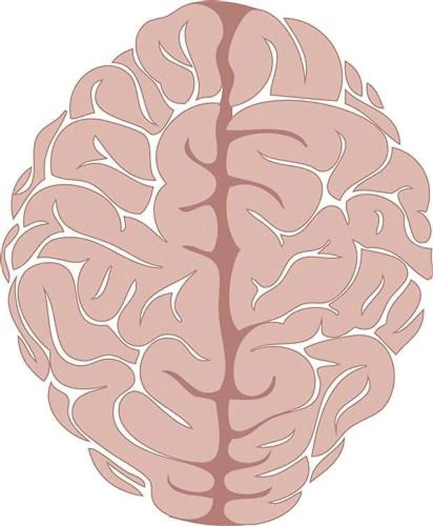 Brain