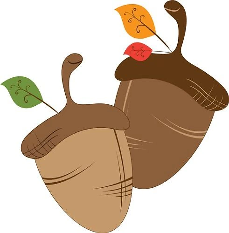 Acorns