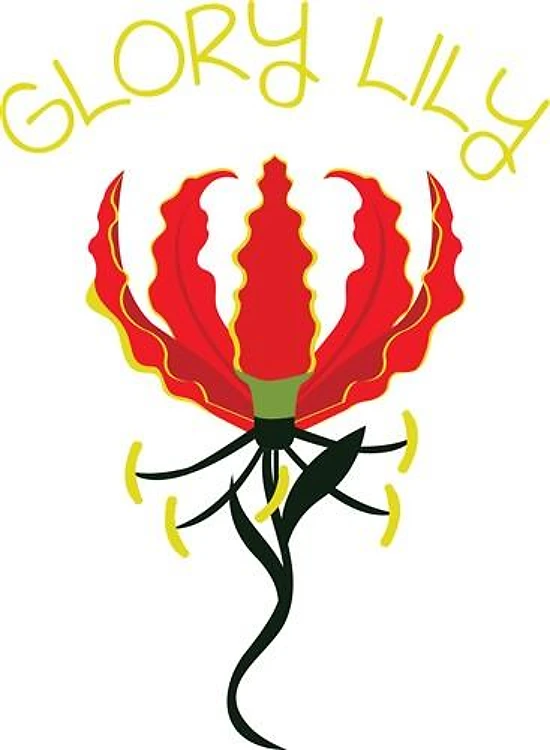 Glory Lily