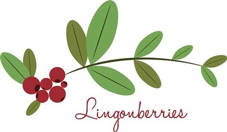 Lingonberries